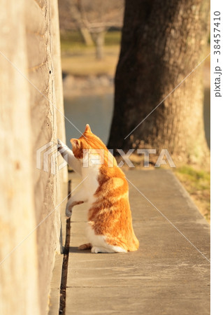 反省ねこ 38457410