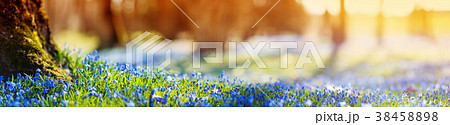 Scilla flowers in the park 38458898