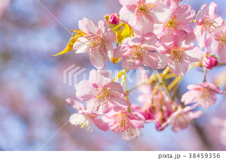 【神奈川県】河津桜 38459356
