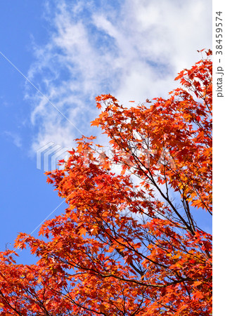 紅葉 秋色 秋イメージ 錦秋 日本の秋 紅葉 秋色 秋イメージ 錦秋 日本の秋 38459574
