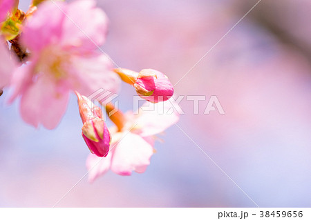 【神奈川県】河津桜 38459656