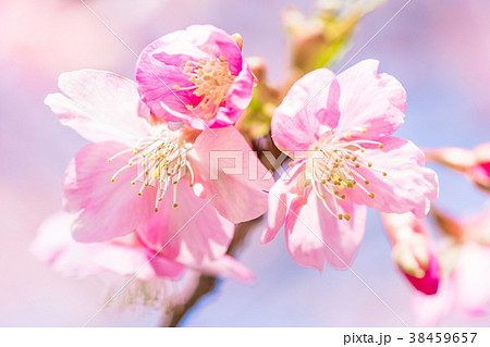 【神奈川県】河津桜 38459657