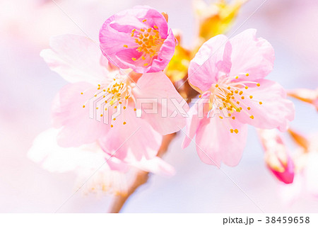 【神奈川県】河津桜 38459658