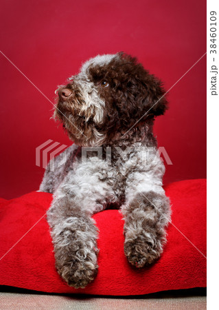 beautiful brown fluffy puppy 38460109