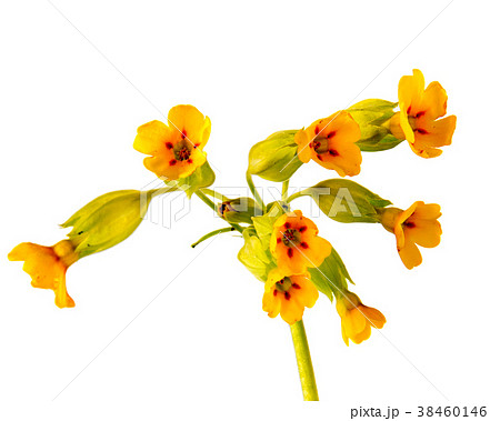 Beautiful daisy flowers isolated on  background 38460146