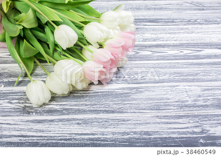 Pink and White Very Tender Tulips on White, Gray Pink and White Very Tender Tulips on White, Gray 38460549