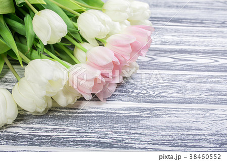 Pink and White Very Tender Tulips on White, Gray 38460552
