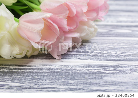 Pink and White Very Tender Tulips on White, Gray Pink and White Very Tender Tulips on White, Gray 38460554