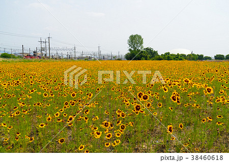 黄色い花 38460618