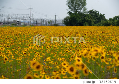 黄色い花 黄色い花 38460619