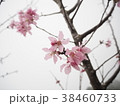 花 フラワー お花 38460733