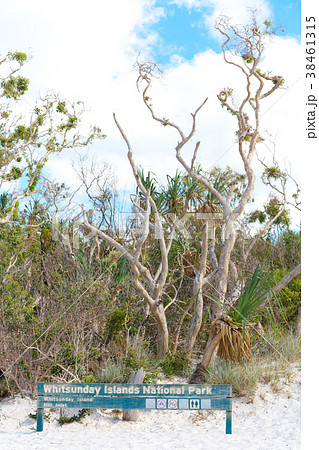 the  beach of  island the tree and the  38461315