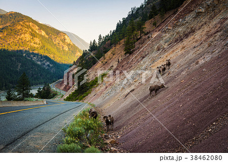 Grazing mountain goats along the Fraser River  38462080