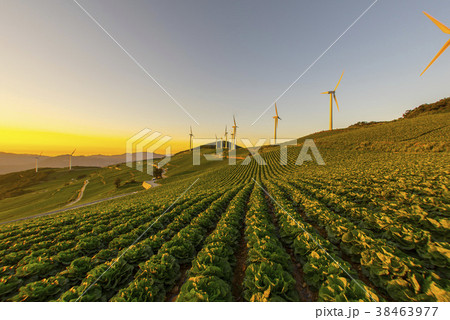 白菜畑 太陽 風景 38463977