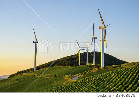 白菜畑 風景 空 38463979