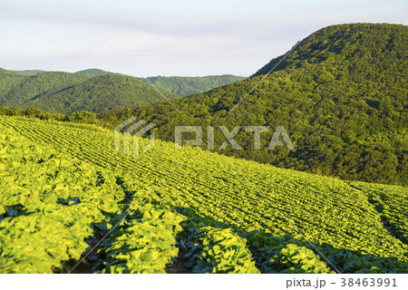 白菜畑 風景 江原道 38463991