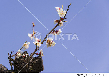 梅 空 植物 38464246