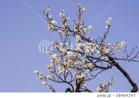梅 空 植物 38464247