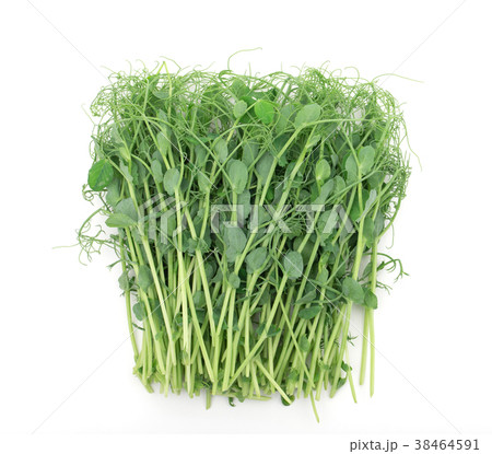 pea sprouts 38464591