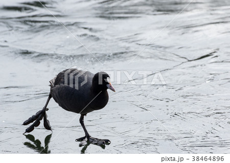 氷上のオオバン 38464896