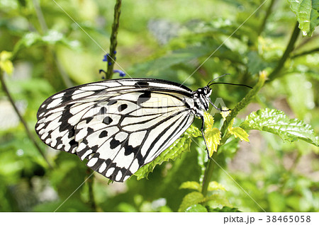 オオゴマダラ 38465058