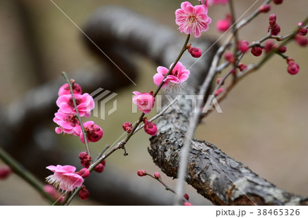 梅の花 (八重唐梅) 梅の花 (八重唐梅) 38465326