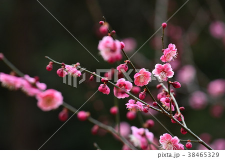 梅の花 (八重唐梅) 梅の花 (八重唐梅) 38465329