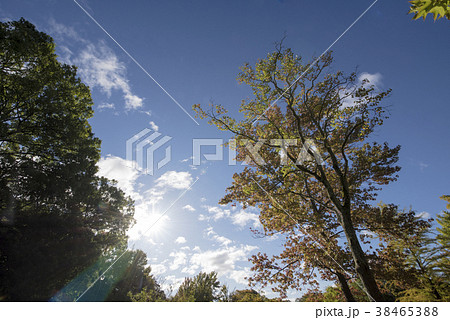 秋晴れイメージ 38465388