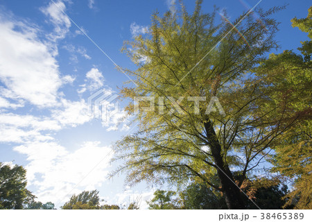秋晴れイメージ　ハイキーで 38465389
