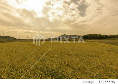 田んぼのある風景　（兵庫県加西市） 38465393