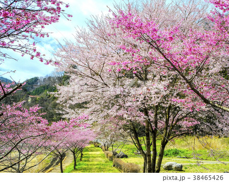 桜並木の散歩道 桜並木の散歩道 38465426