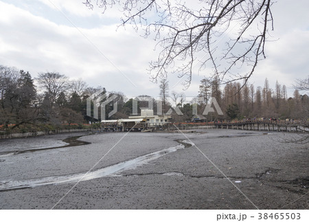 井の頭池のかいぼり風景(東京都武蔵野市) 井の頭池のかいぼり風景(東京都武蔵野市) 38465503