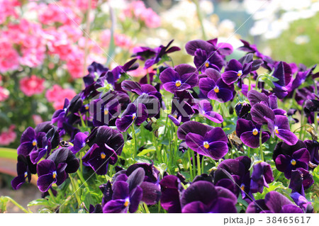 紫色のパンジーの花 38465617