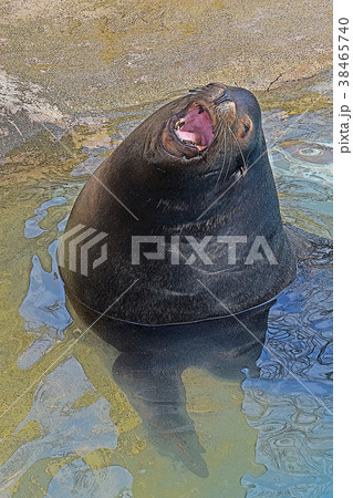 アシカ 38465740