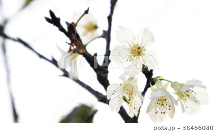 桜 さくら サクラ 38466080