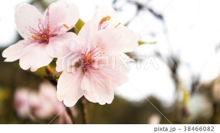 桜 さくら サクラ 38466082
