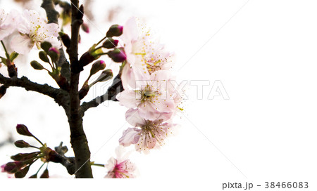 桜 さくら サクラ 38466083