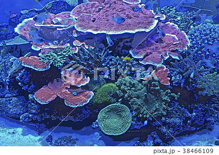 珊瑚礁の海のイラスト素材