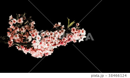 桜 さくら サクラ 38466124
