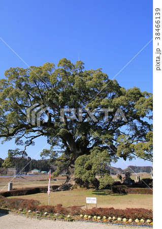 川古の大楠(武雄市) 川古の大楠(武雄市) 38466139