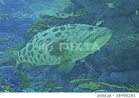 カスリハタ 38466285