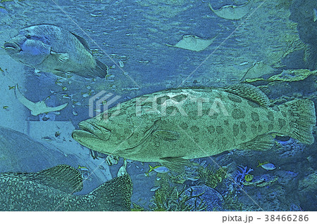 カスリハタ 38466286