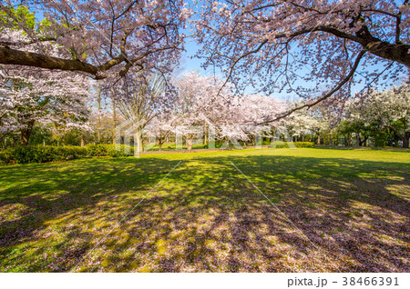 湘南大庭城址公園の桜満開 湘南大庭城址公園の桜満開 38466391