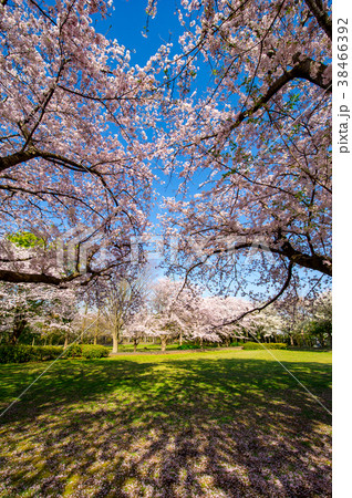 湘南大庭城址公園の桜満開 湘南大庭城址公園の桜満開 38466392