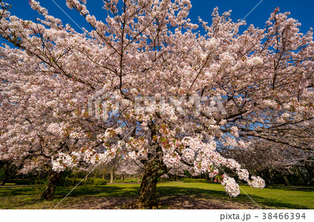 湘南大庭城址公園の桜満開 湘南大庭城址公園の桜満開 38466394