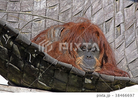 オランウータン 38466697