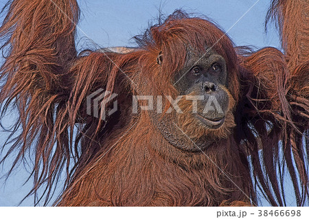 オランウータン オランウータン 38466698