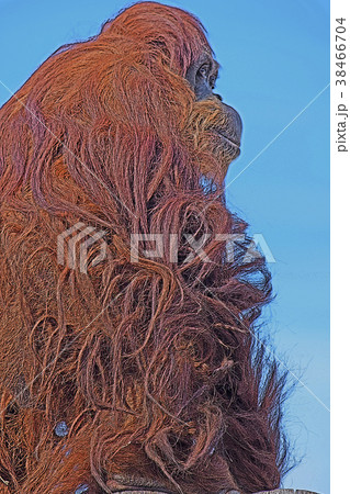 オランウータンのイラスト素材