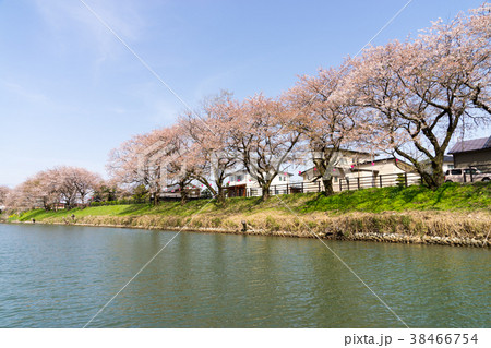 神通川下流 桜 神通川下流 桜 38466754
