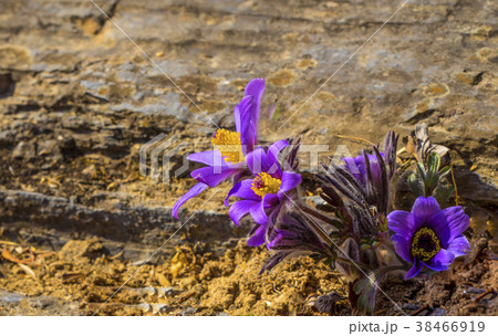 植物 花 岩 38466919